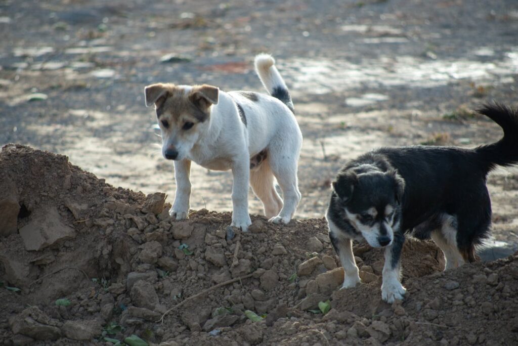 pexels-724211268-34946102