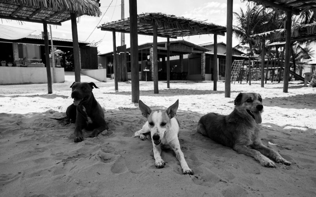 pexels-alex-dos-santos-305643819-36550806